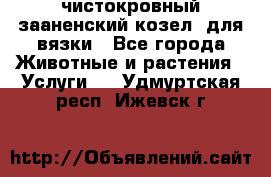 чистокровный зааненский козел  для вязки - Все города Животные и растения » Услуги   . Удмуртская респ.,Ижевск г.